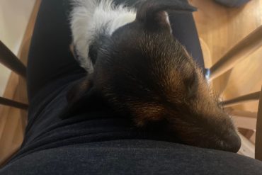 Jin in Jang
