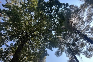 Nirvana – mokša oz. razsvetljenje 🌳✨