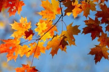 Prehod v barvito jesen 🍁🍂💓
