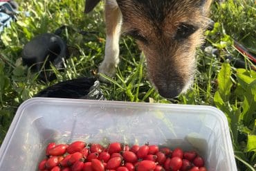 Iz Križa čez Šenturško goro do Ambroža pod Krvavcem 🏞️🐕🚶‍♀️🍁💞